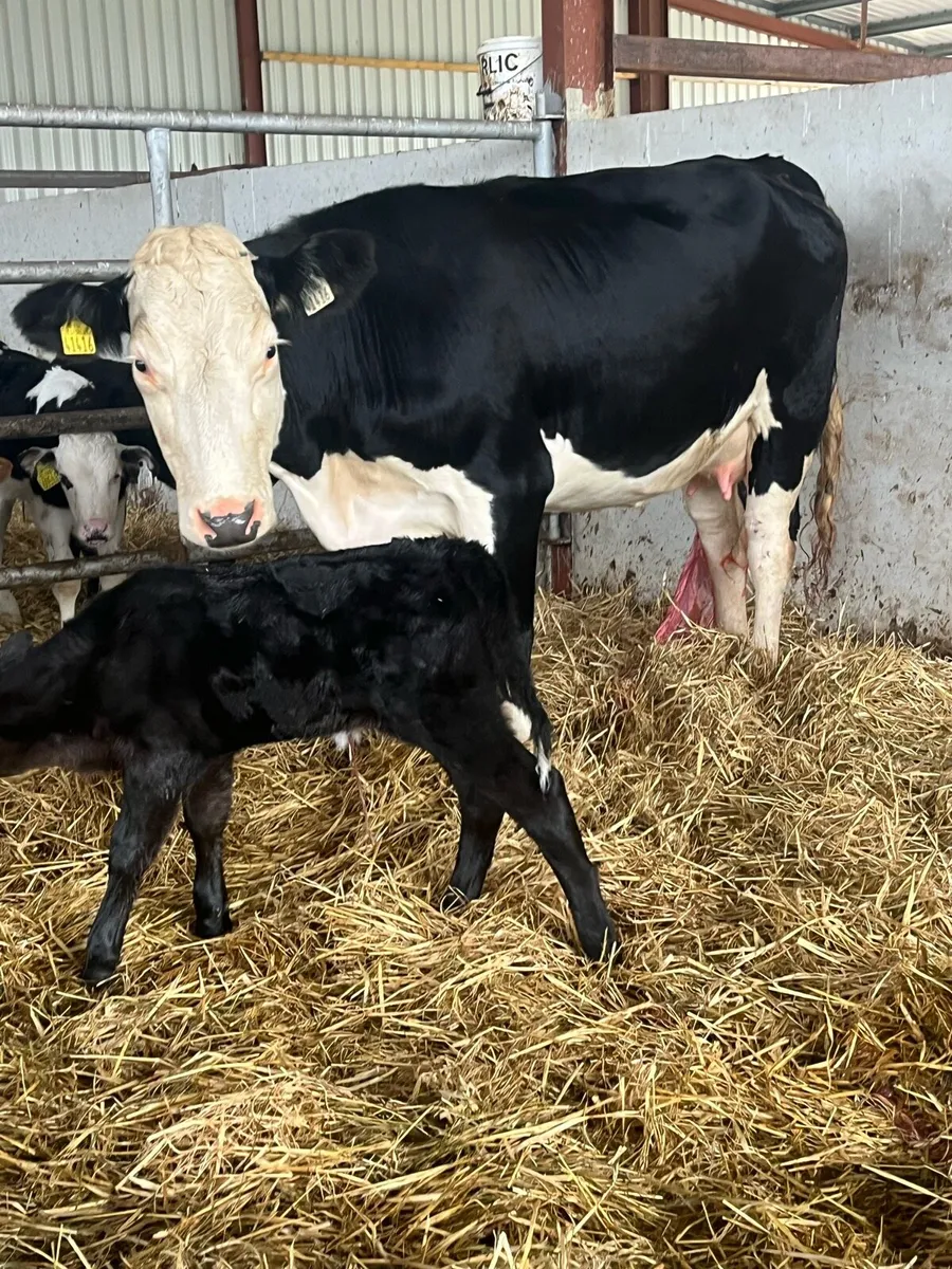 SPRINGER( calved last night) - Image 1
