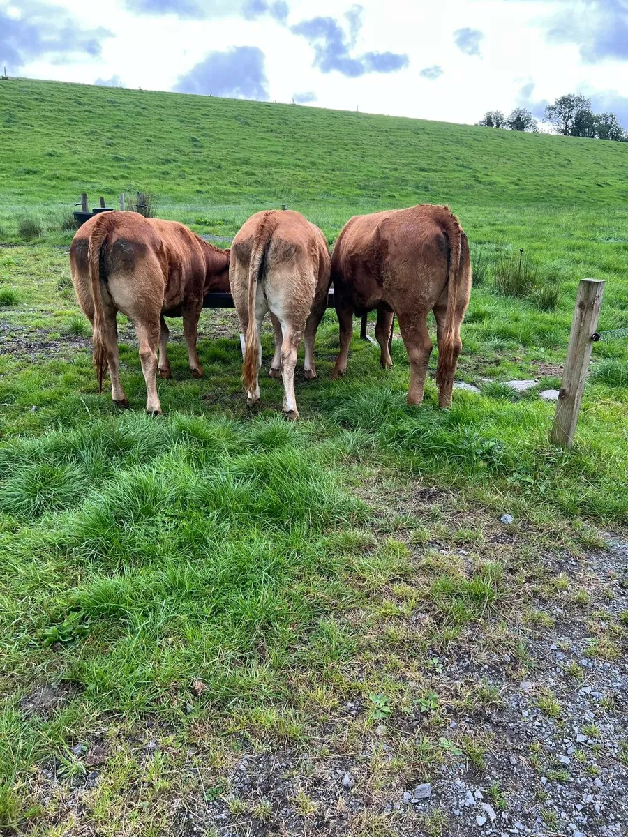 3 Top Quality 4/5 star breading heifers - Image 1