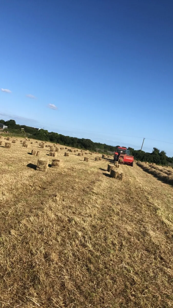 Square bales of hay - Image 2