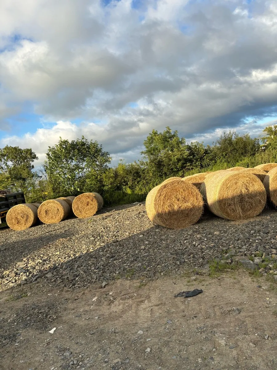 Hay & straw - Image 1