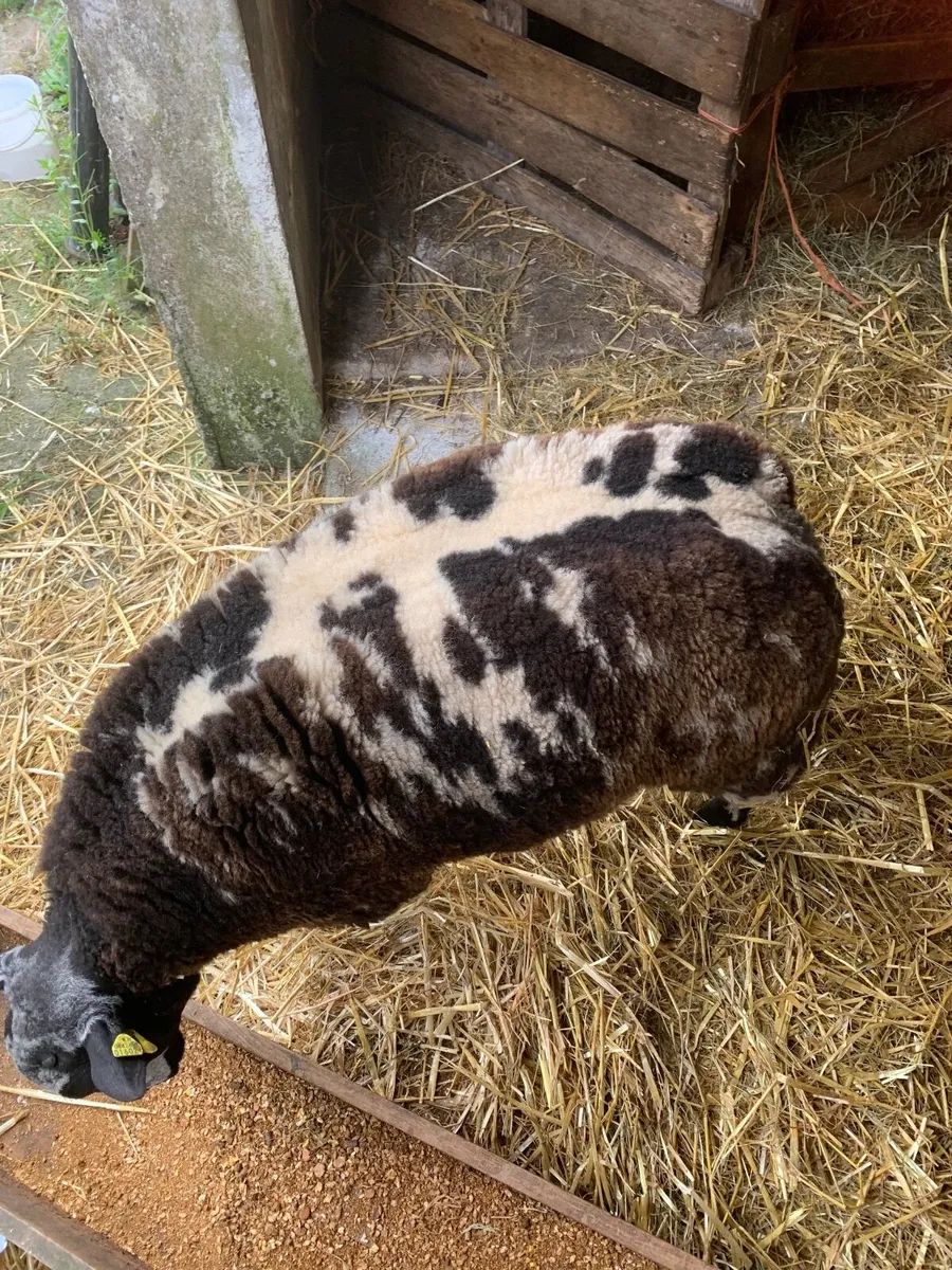 PBR spotted dutch ram lambs - Image 1