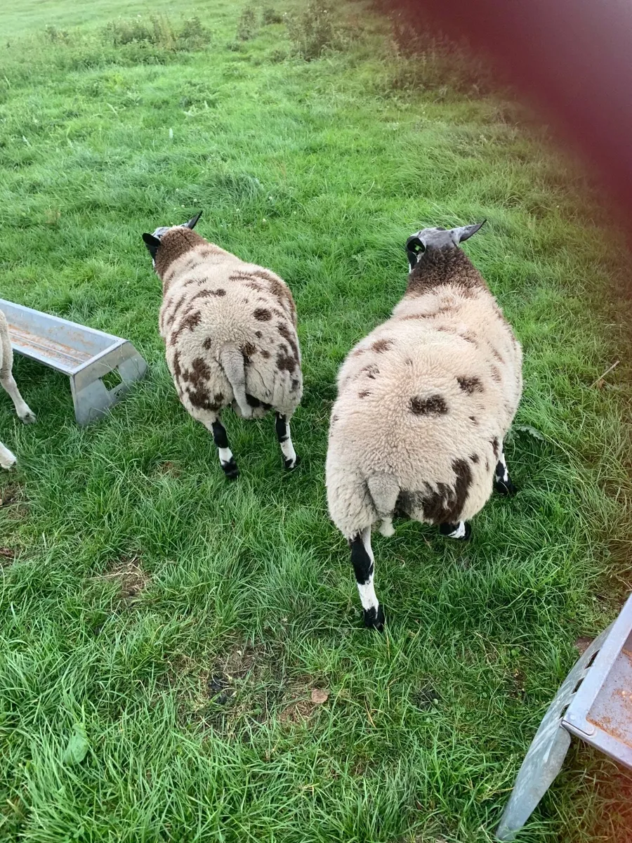 PBR spotted dutch ram lambs - Image 2