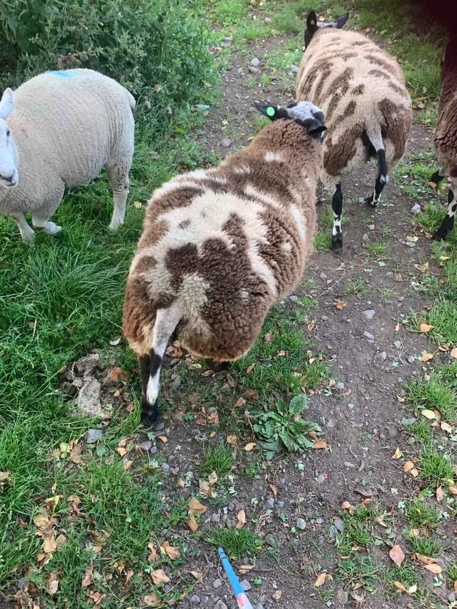 PBR spotted dutch ram lambs - Image 3