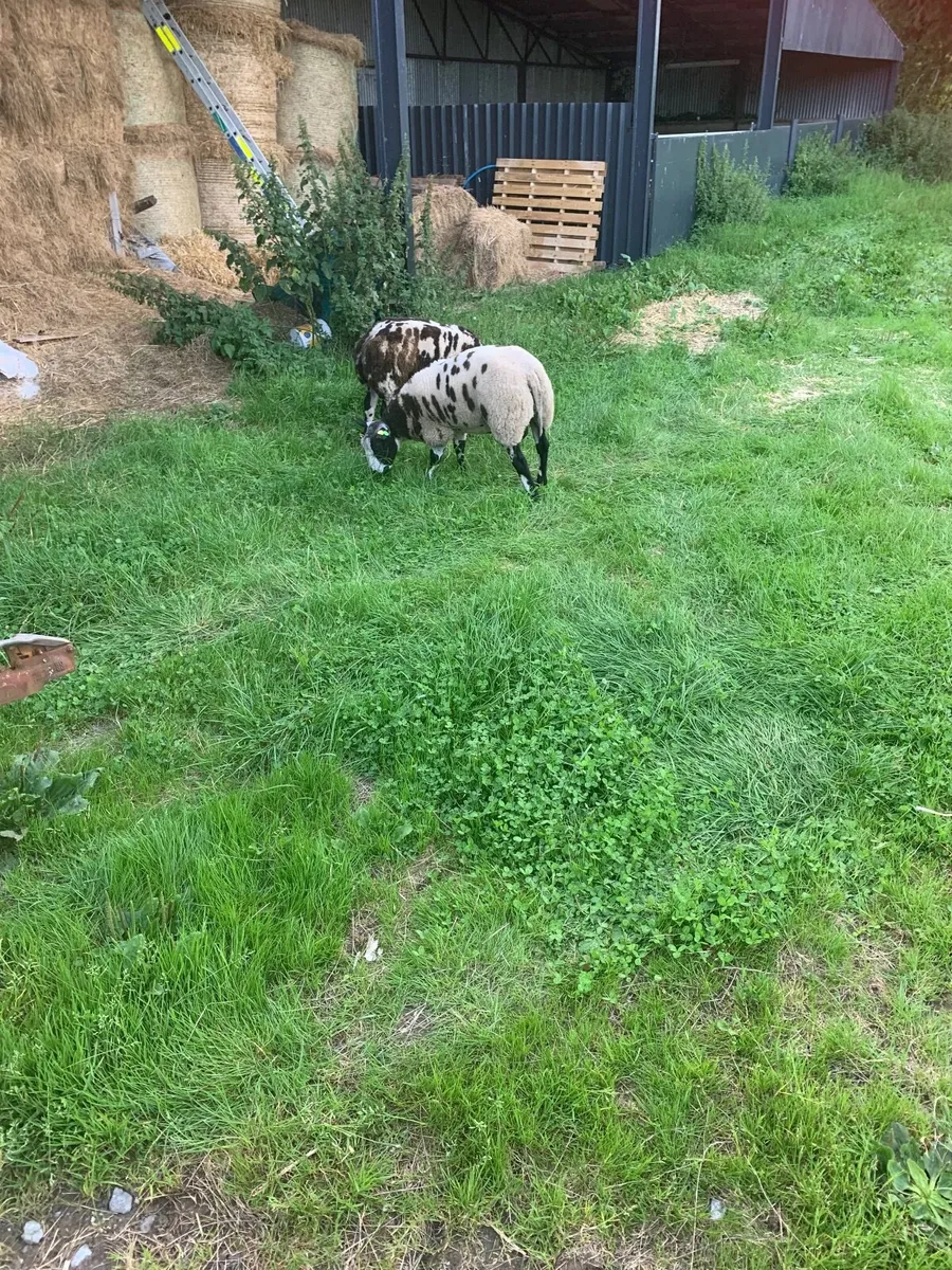 PBR spotted dutch ram lambs - Image 4