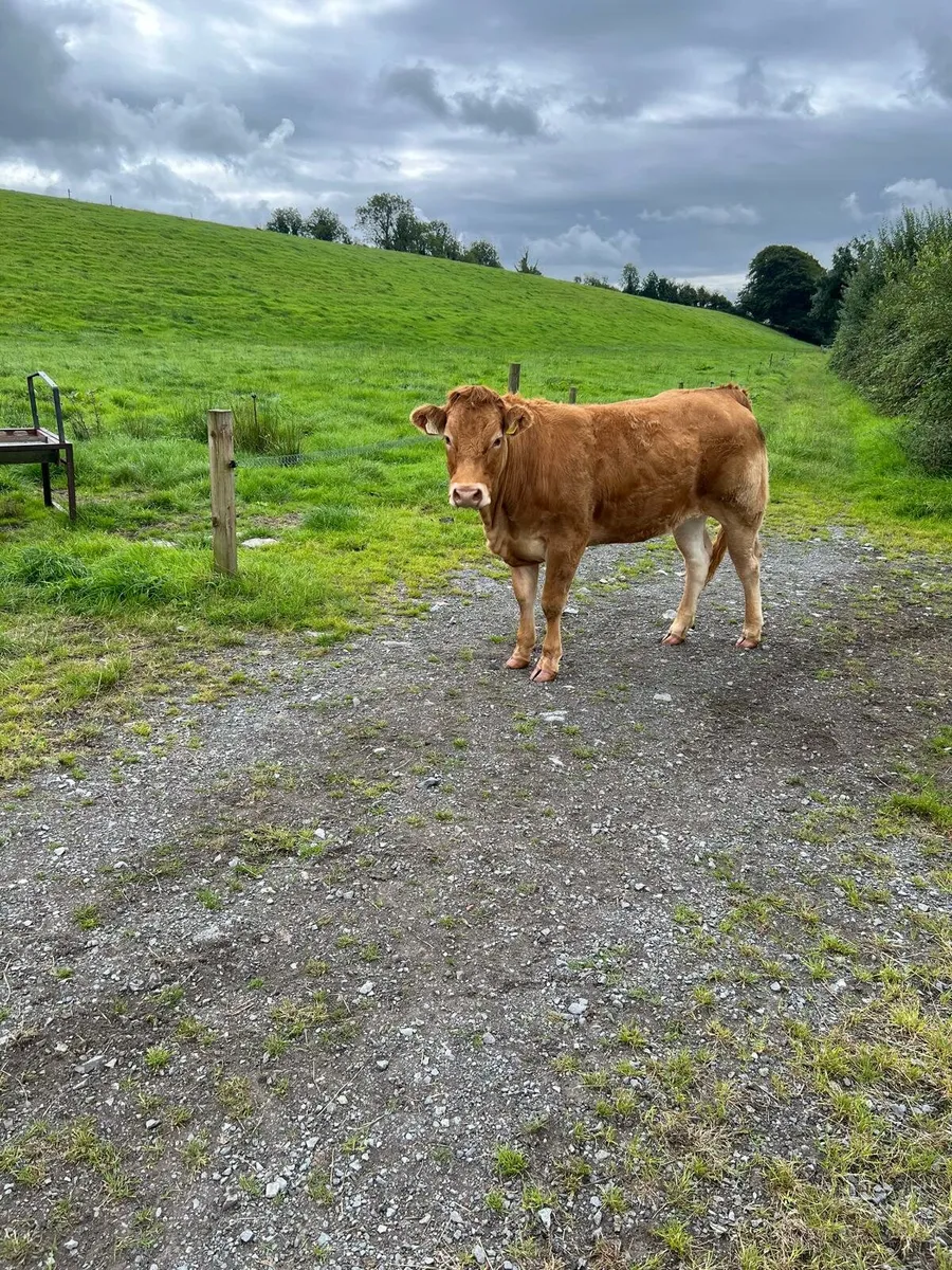 3 Top Quality 4/5 star breading heifers - Image 2