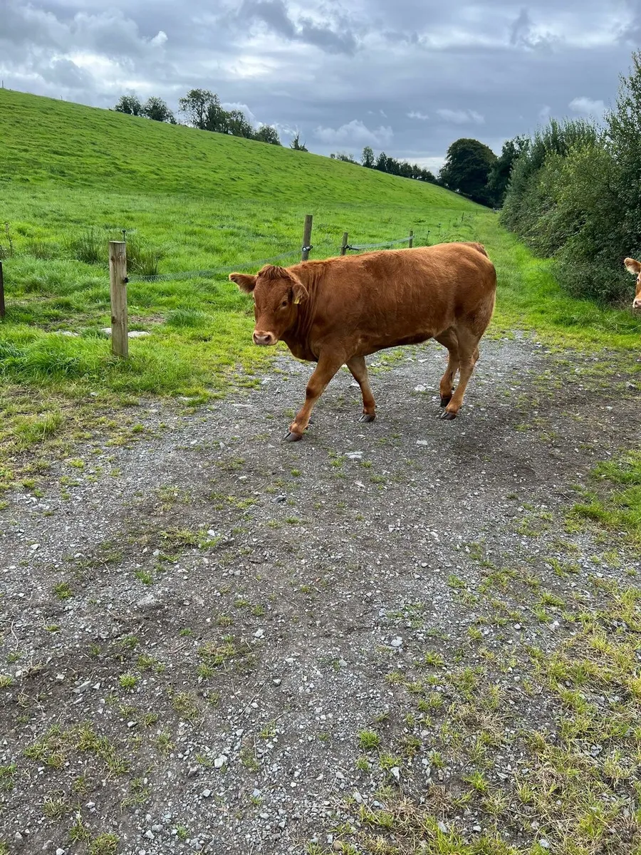 3 Top Quality 4/5 star breading heifers - Image 3