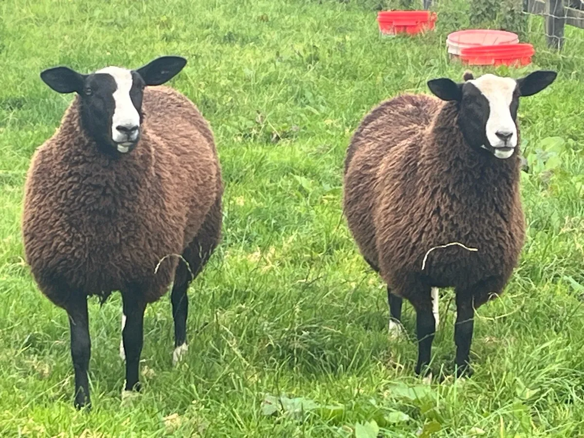 Zwartble Ewe Lamb - Image 2