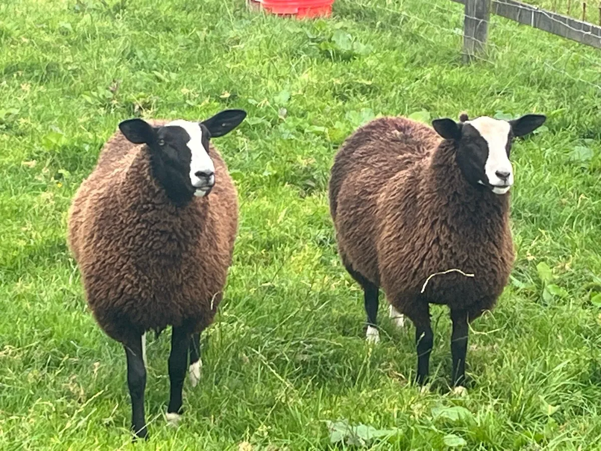 Zwartble Ewe Lamb - Image 1