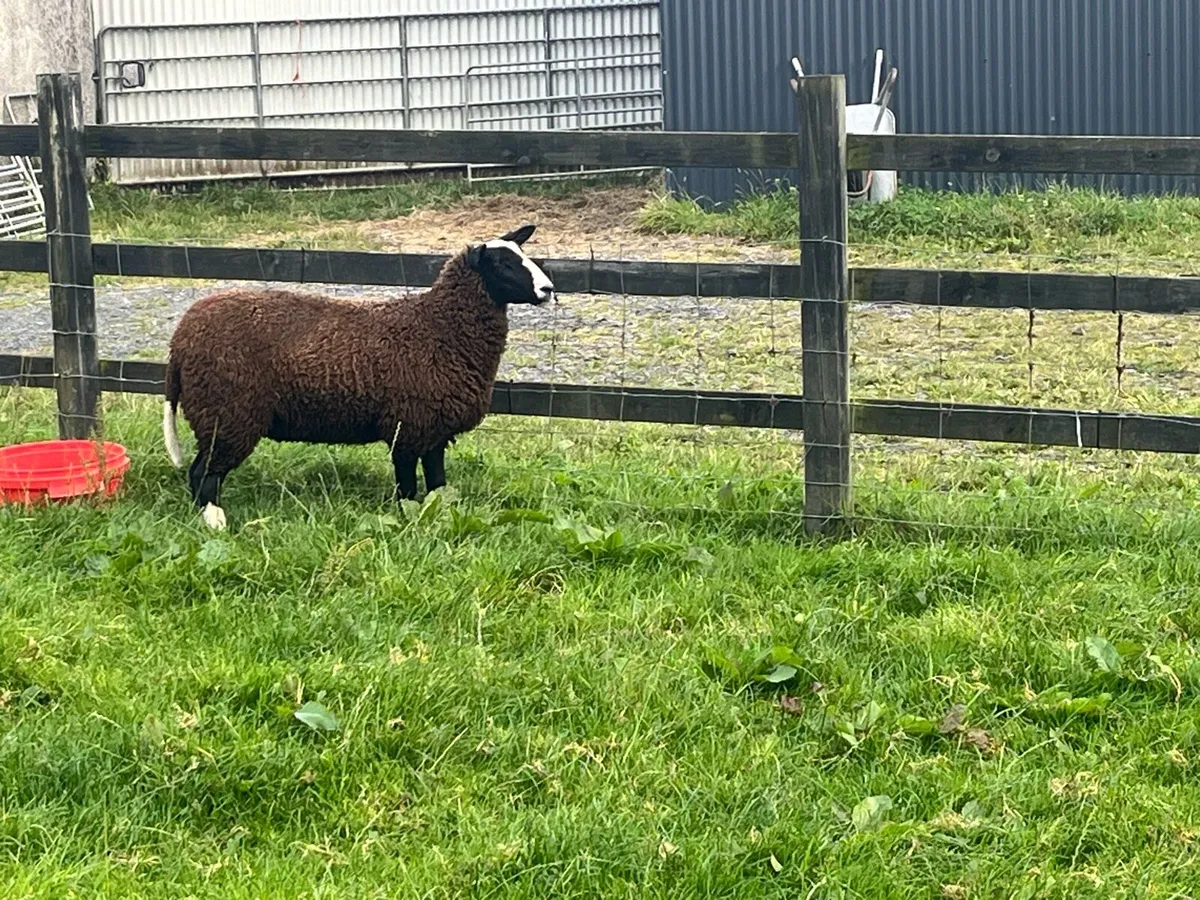 Zwartble Ewe Lamb - Image 4