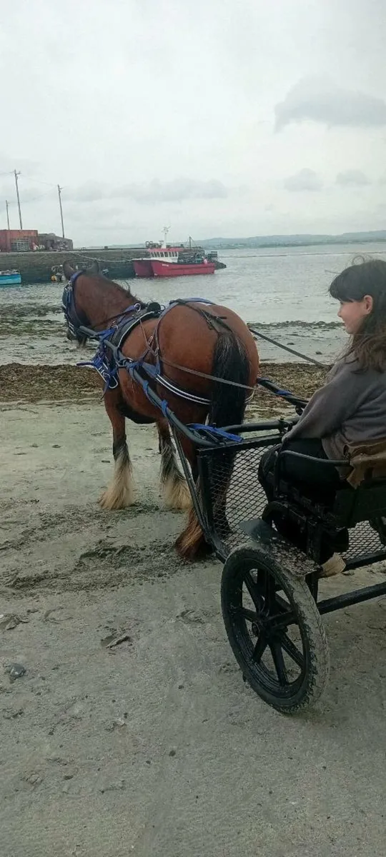 Pony - Image 1
