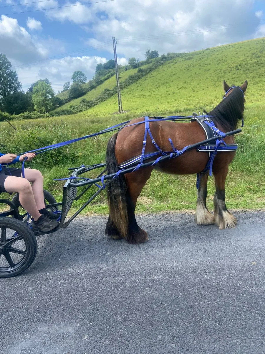 Pony - Image 2