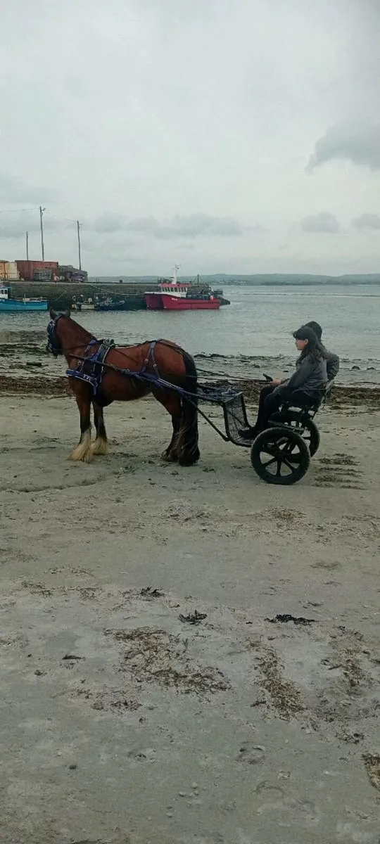 Pony - Image 3