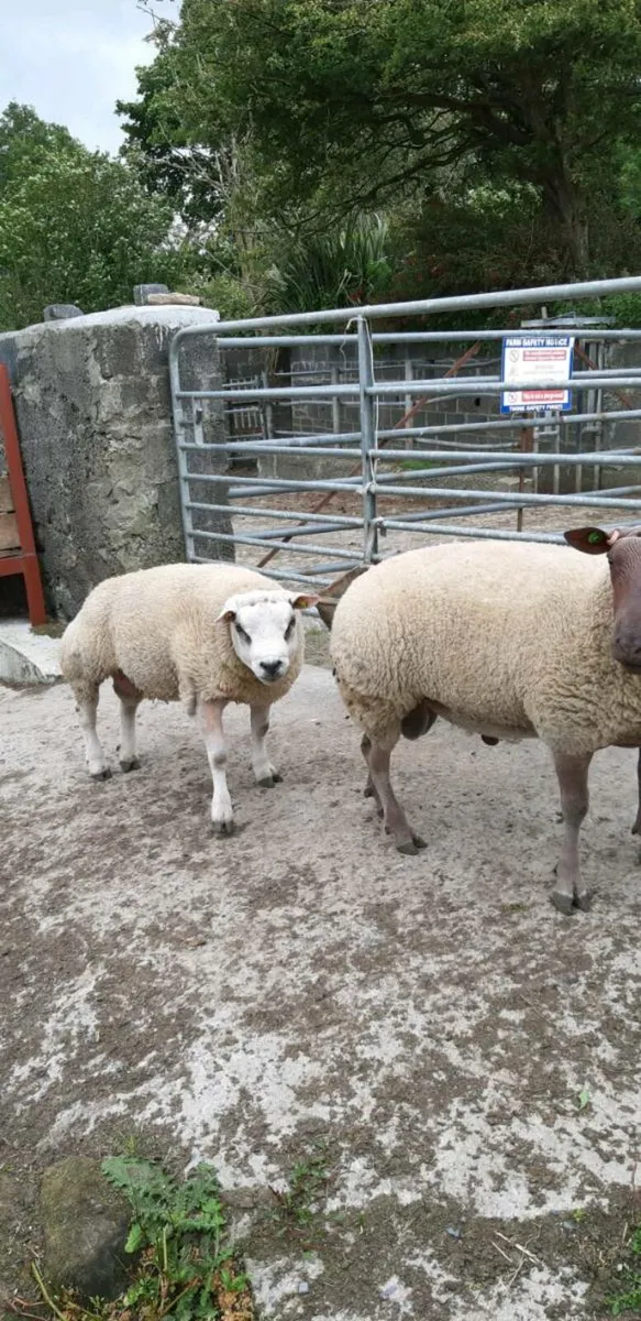 Rams for Sale - Image 1