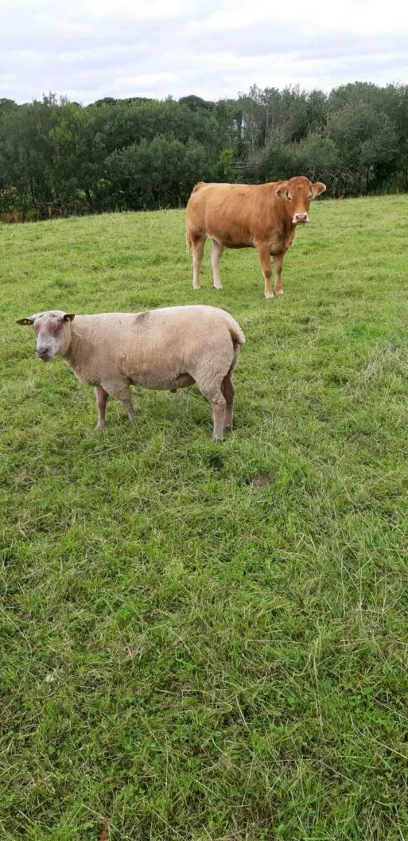Rams for Sale - Image 2