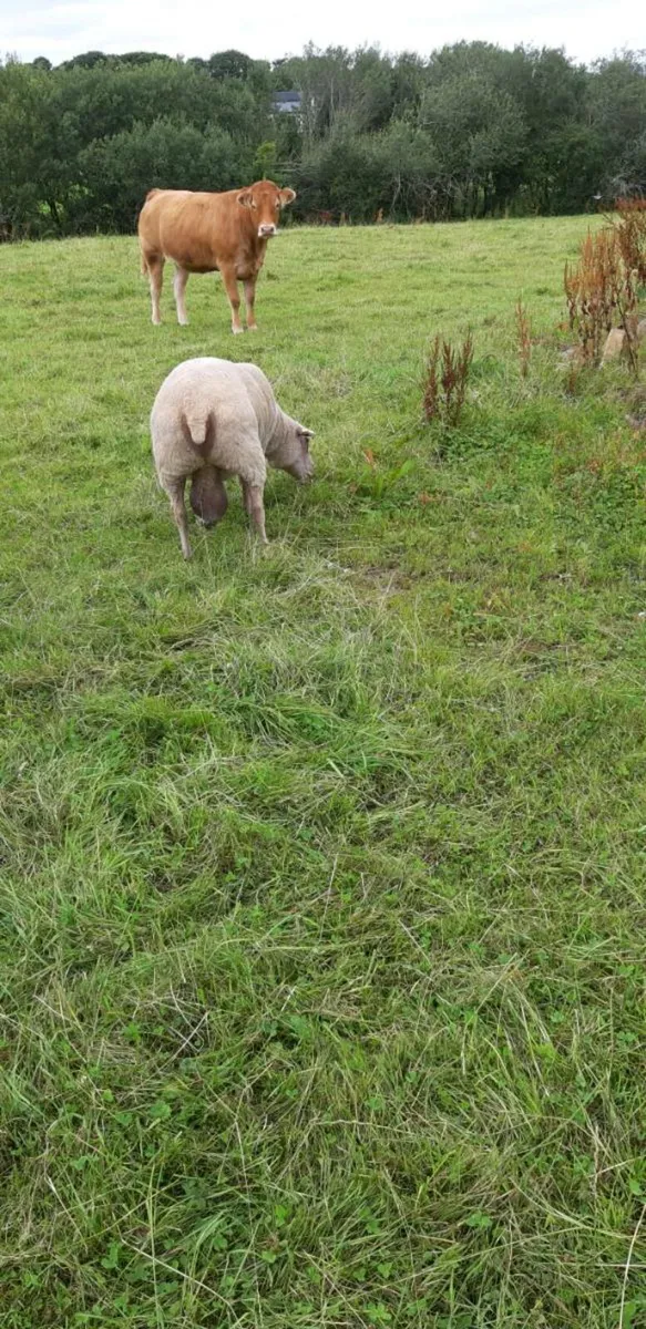 Rams for Sale - Image 3