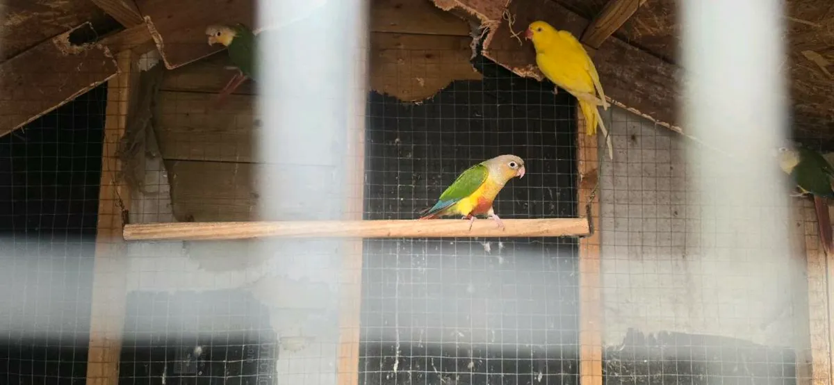 Ringneck - Image 3