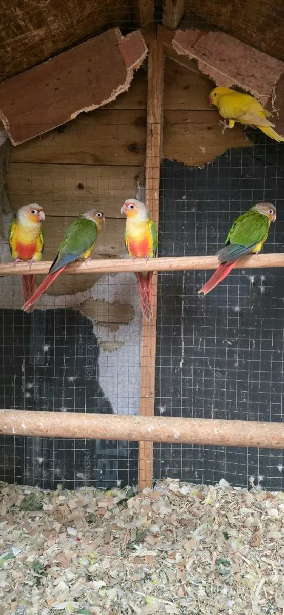 Ringneck - Image 1