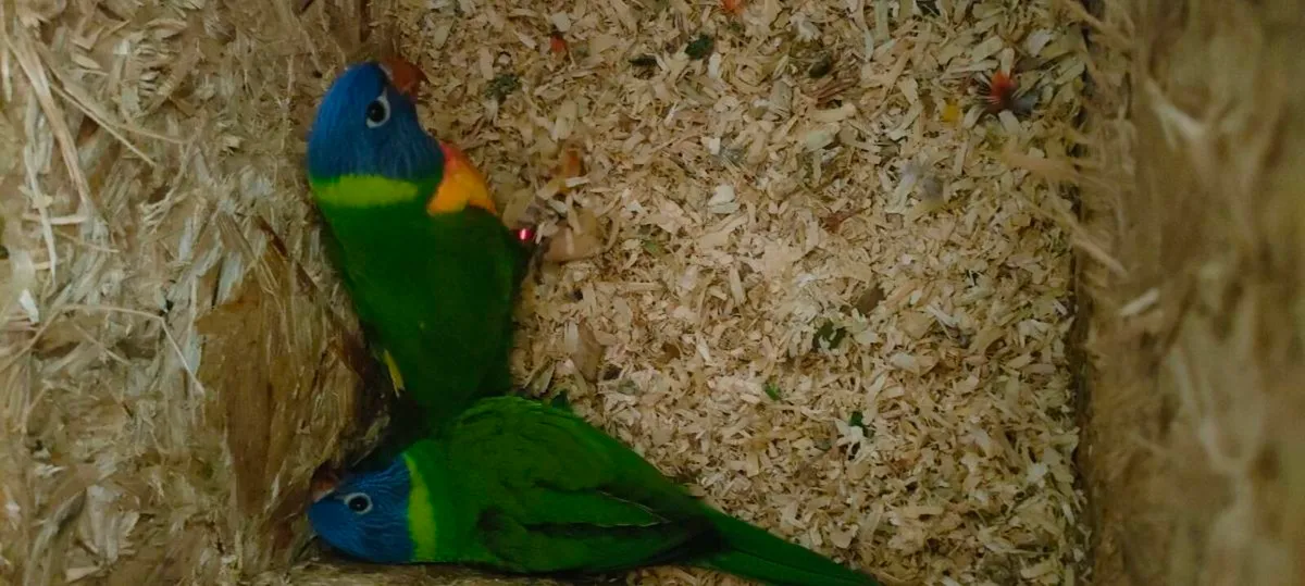 Ringneck - Image 2