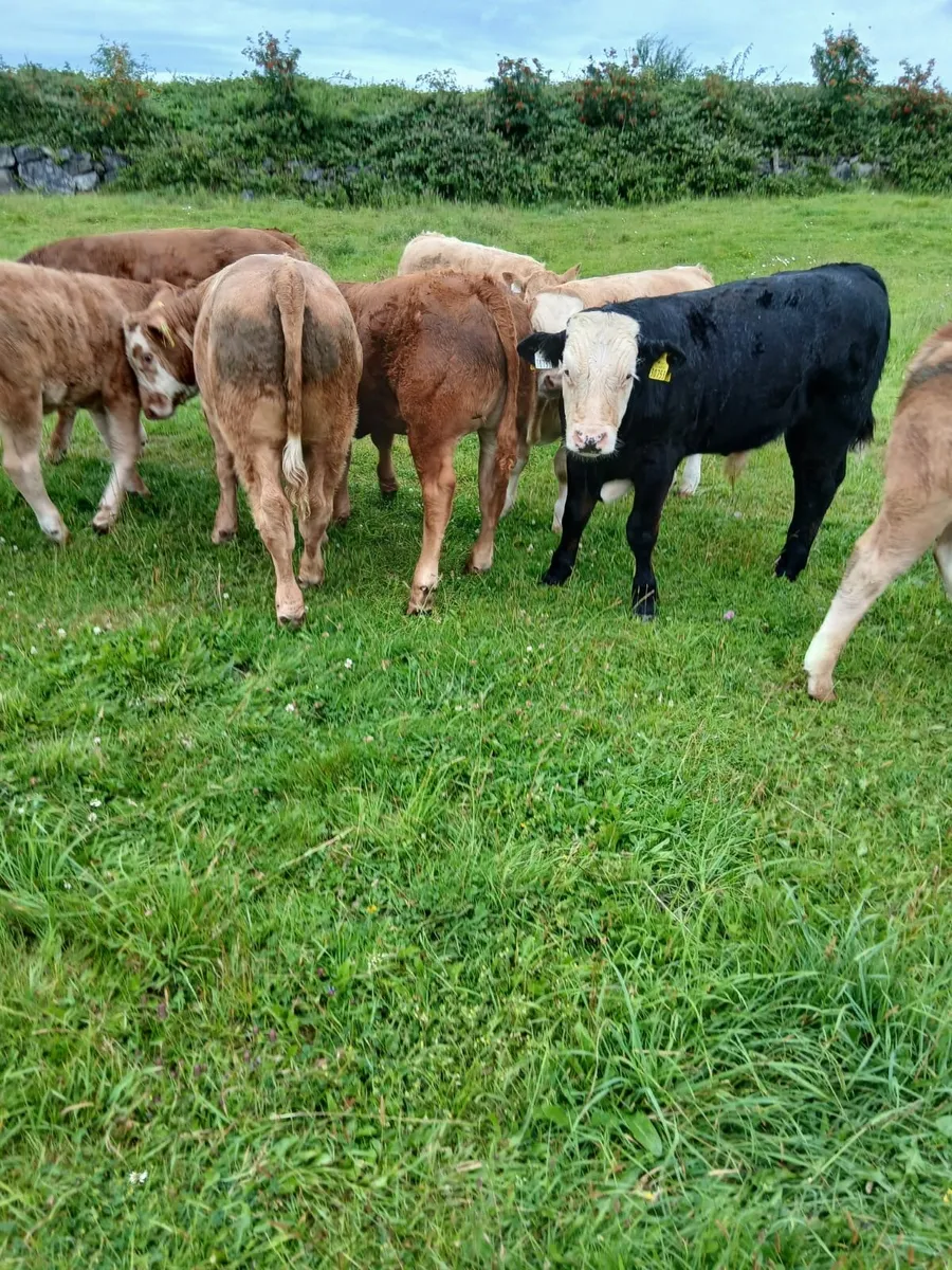 Gort Mart: Thurs 7th Aug - Image 2