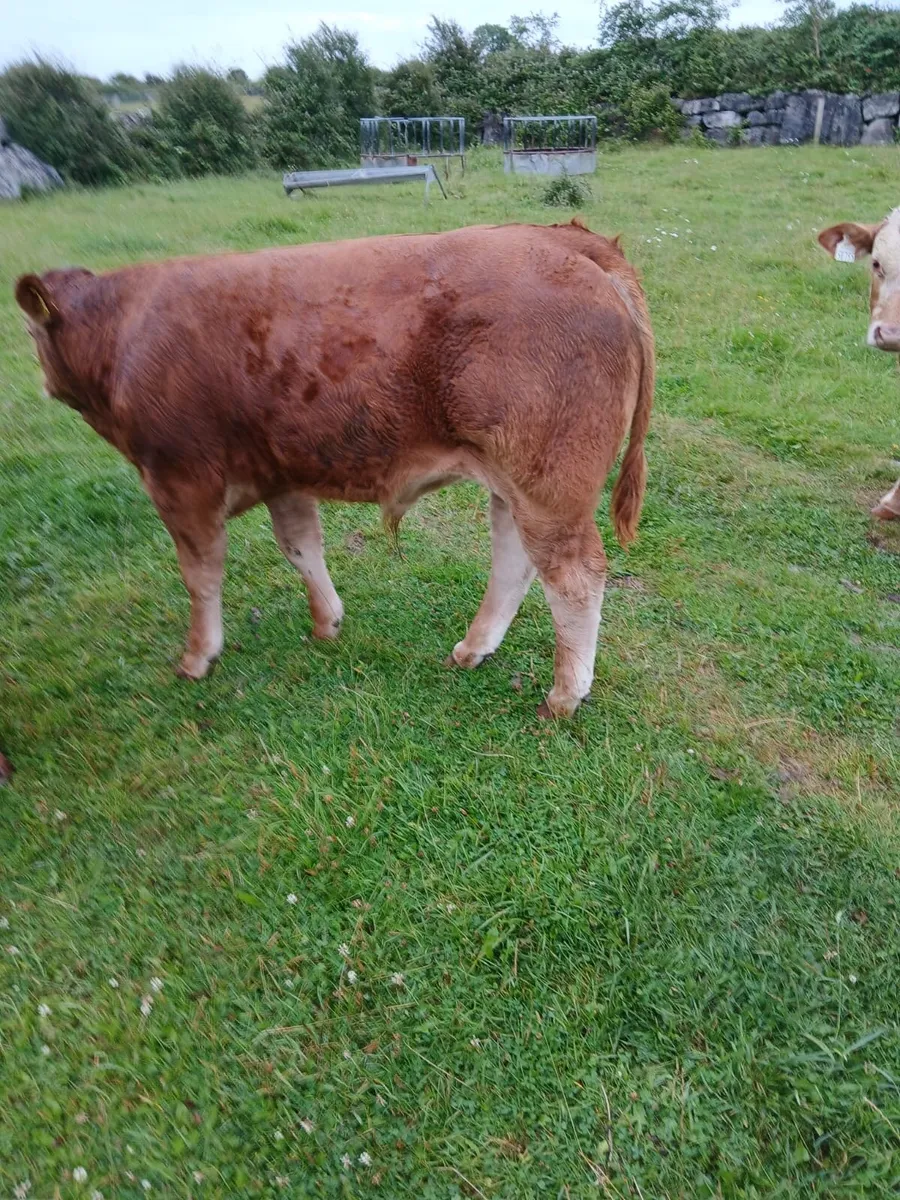 Gort Mart: Thurs 7th Aug - Image 3