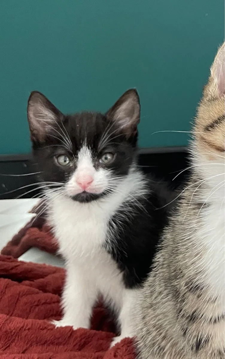 kitten (GONE) - Image 2