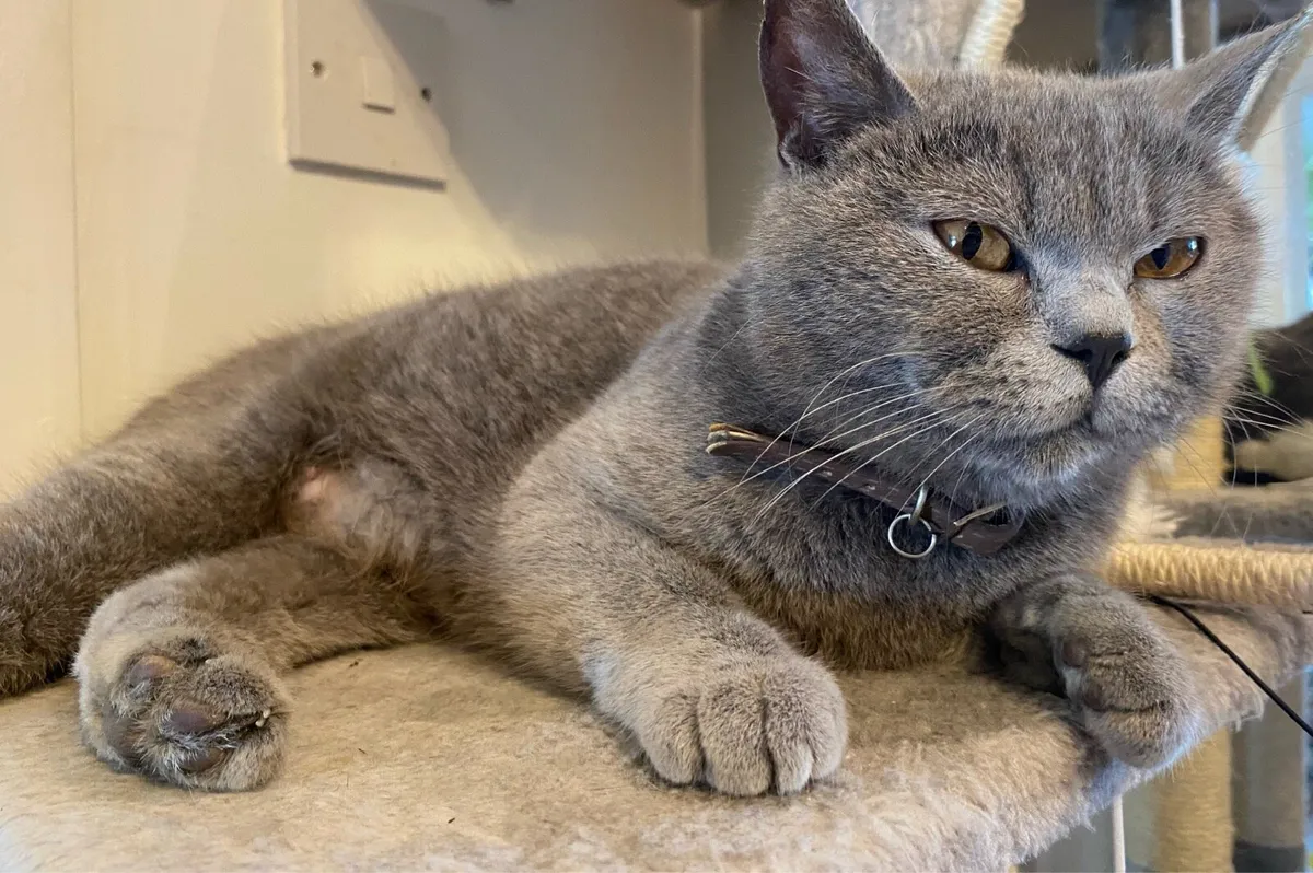 Pure 2 Years Old British Shorthair Female Cat - Image 1