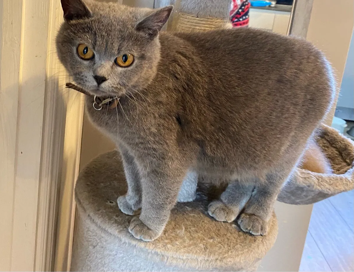 Pure 2 Years Old British Shorthair Female Cat - Image 2