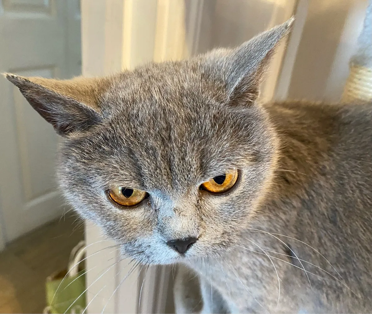 Pure 2 Years Old British Shorthair Female Cat - Image 3