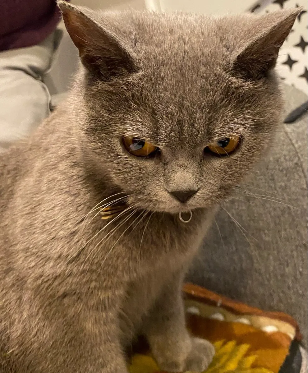 Pure 2 Years Old British Shorthair Female Cat - Image 4