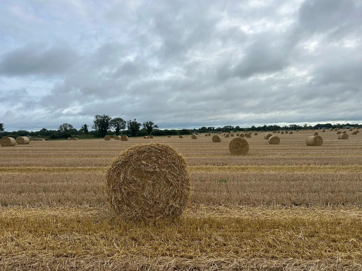 Straw - Image 2