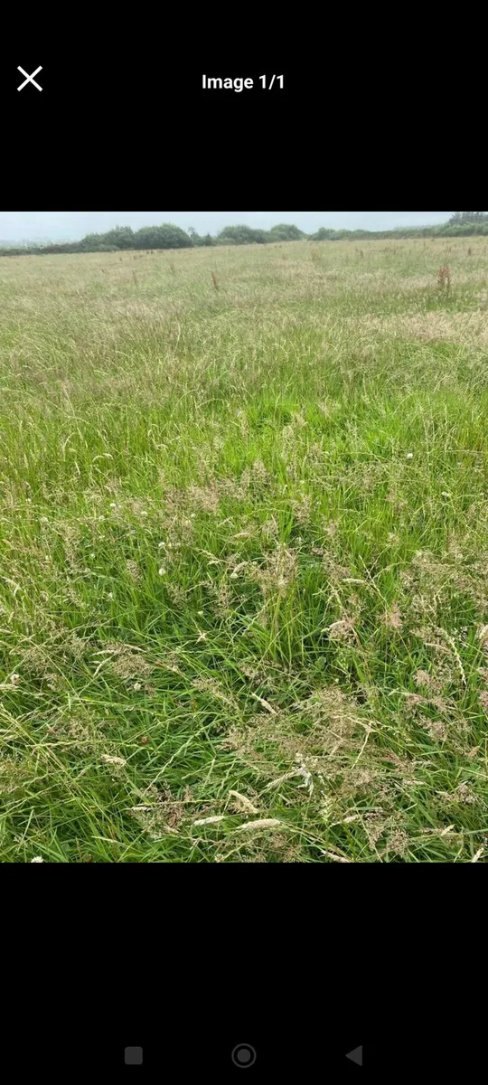 Meadow