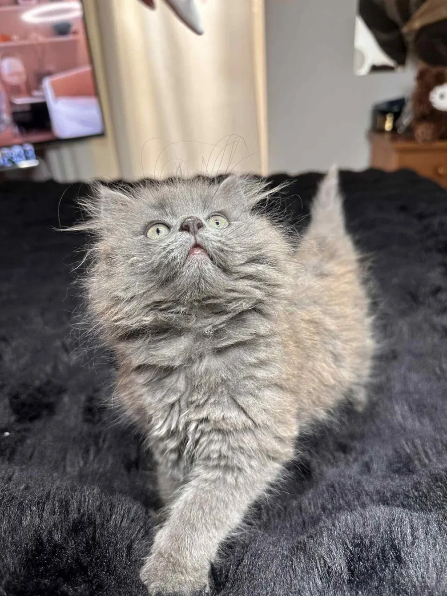 Kitten - Image 1
