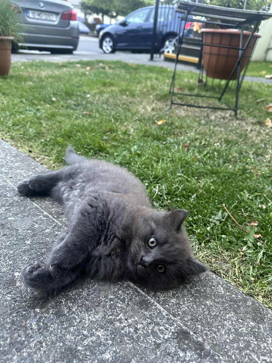 Kitten - Image 2