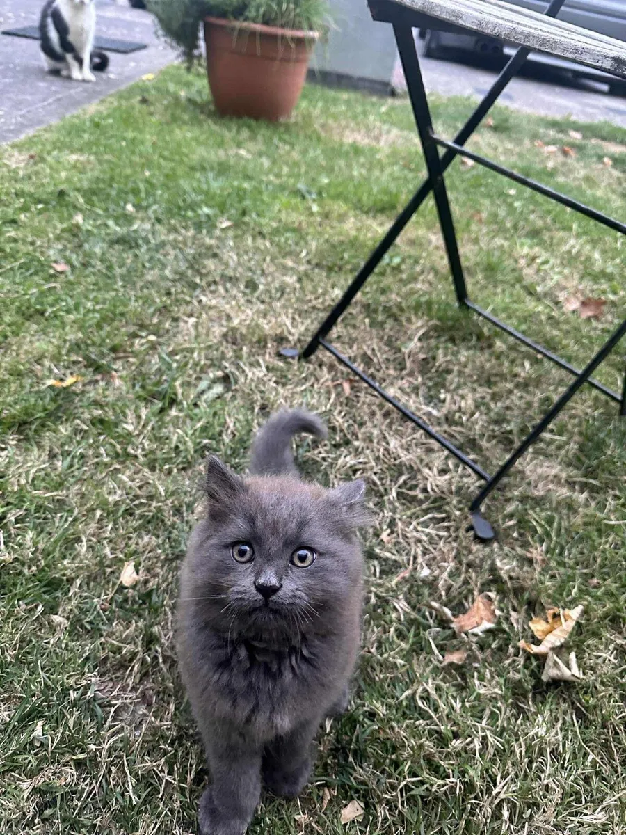 Kitten - Image 3