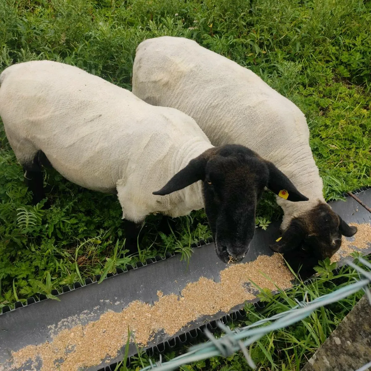 Suffolk rams - Image 1