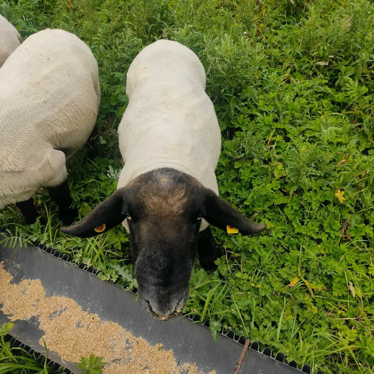 Suffolk rams - Image 2
