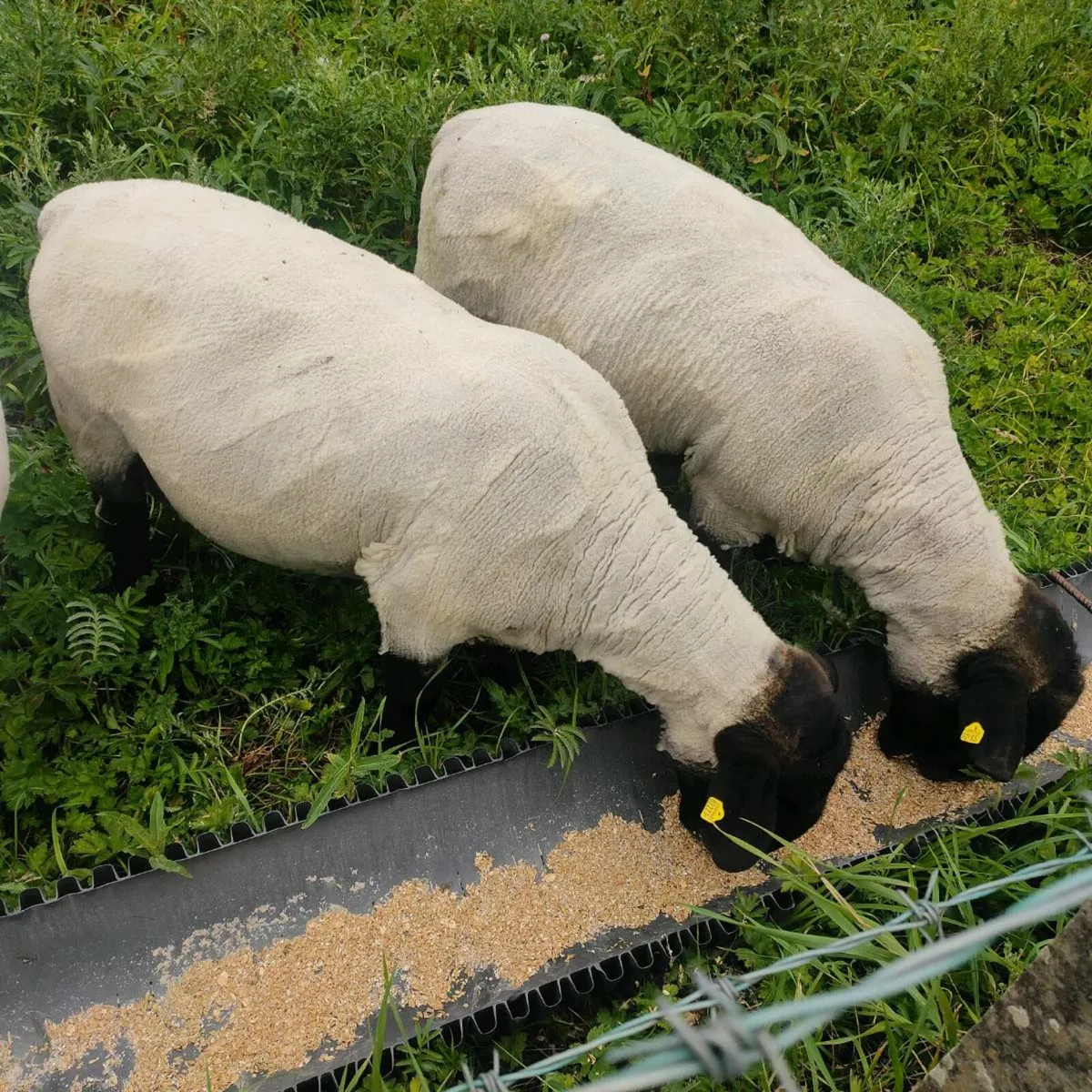 Suffolk rams - Image 3