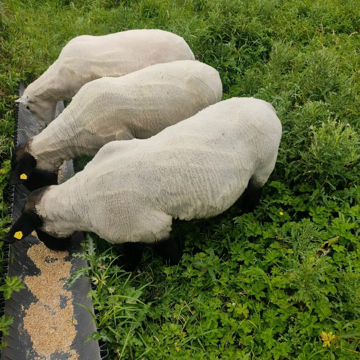 Suffolk rams - Image 4
