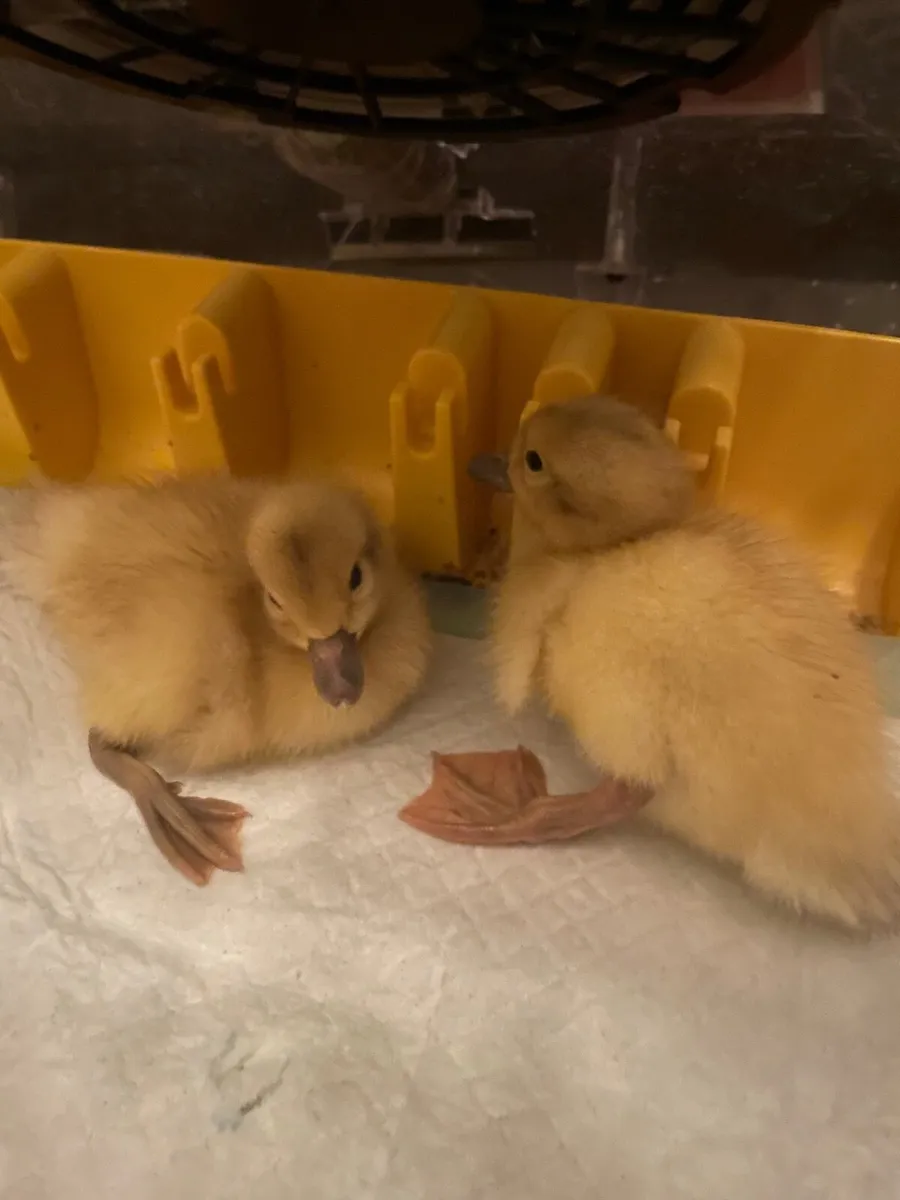 2 Welsh Harlequin Ducklings Downpatrick - Image 1