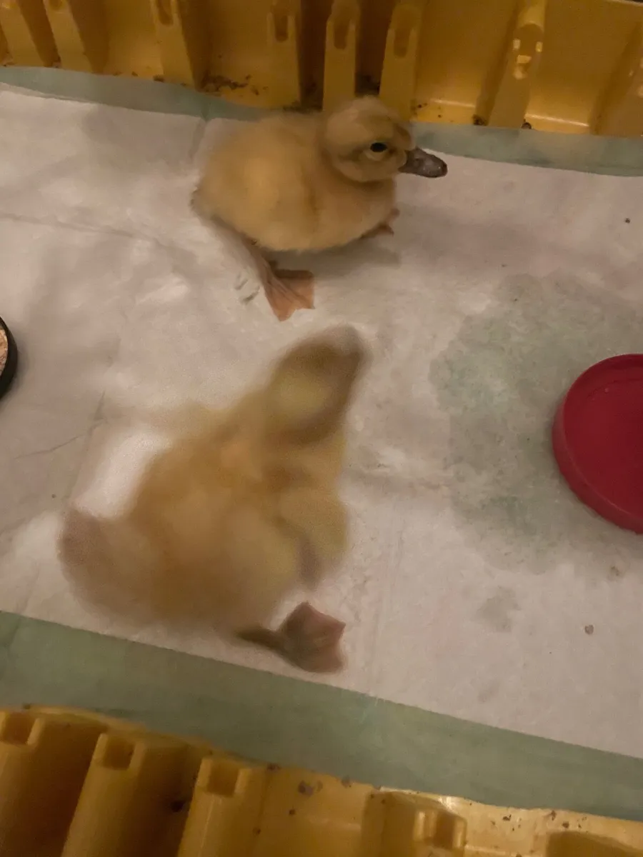 2 Welsh Harlequin Ducklings Downpatrick - Image 2