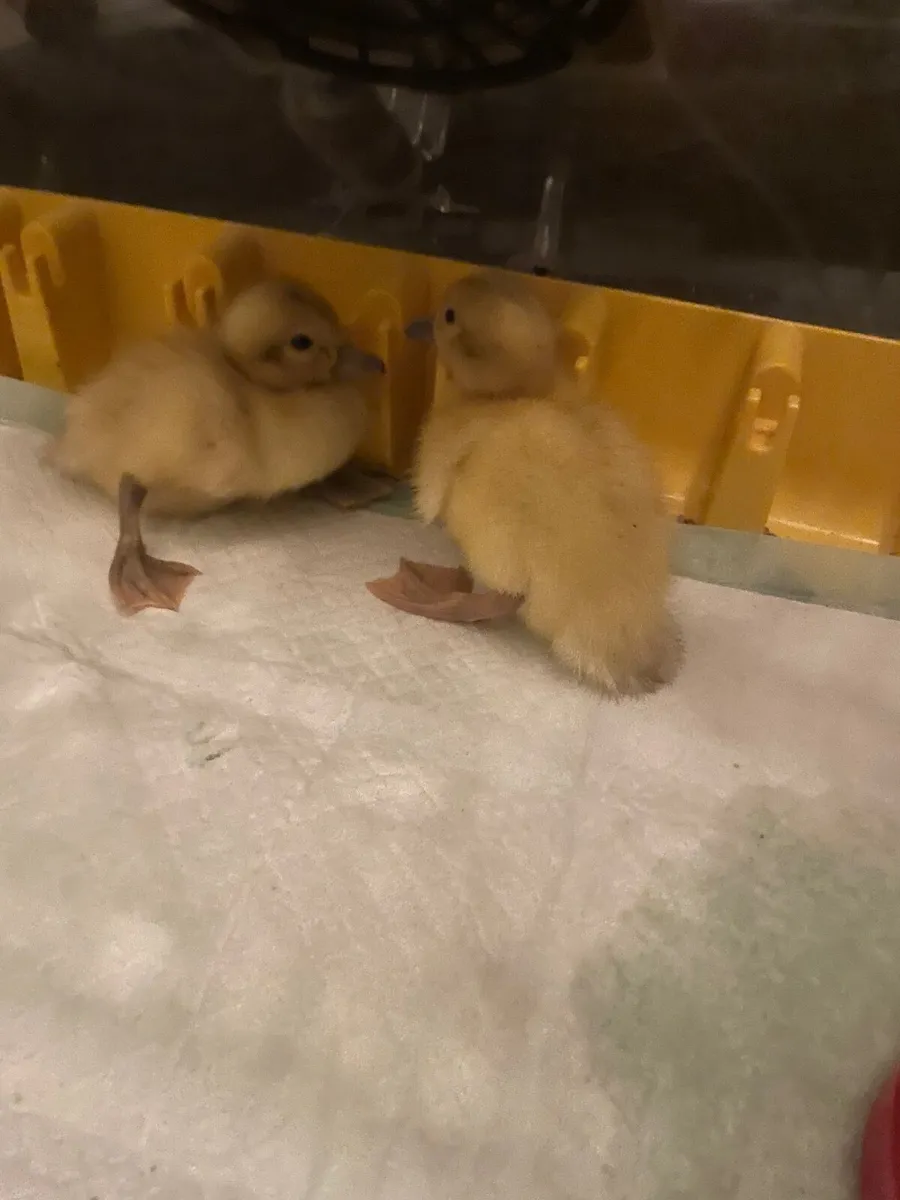 2 Welsh Harlequin Ducklings Downpatrick - Image 3