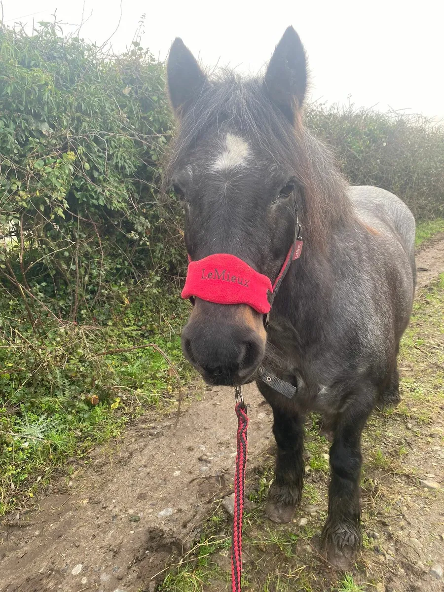 Pony - Image 1
