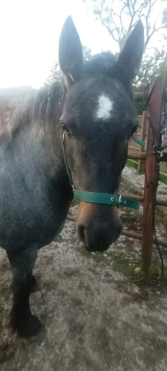 Pony - Image 2