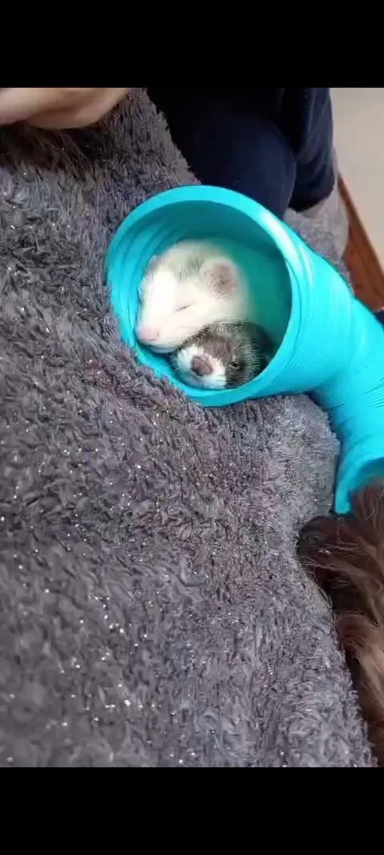 Hand-Reared Ferret - Image 2