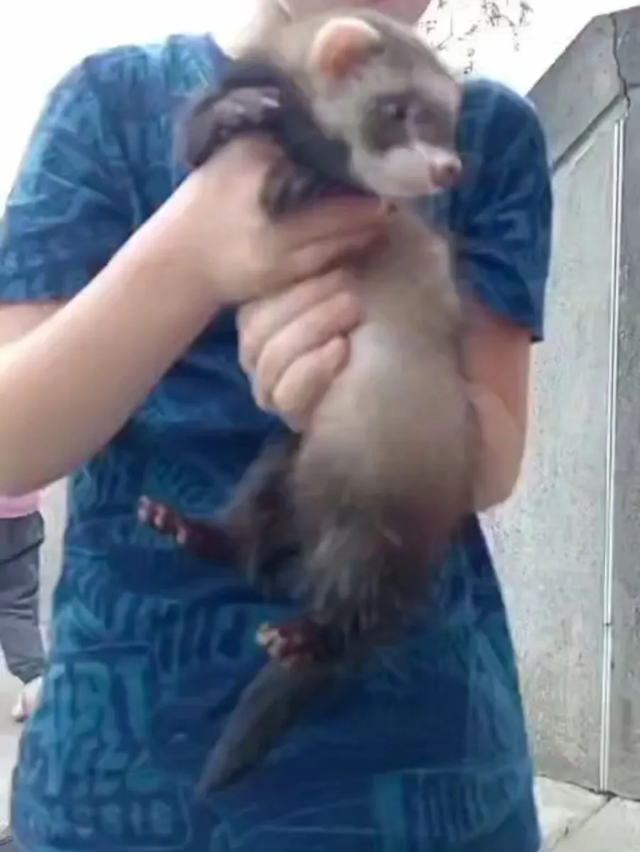 Hand-Reared Ferret - Image 3