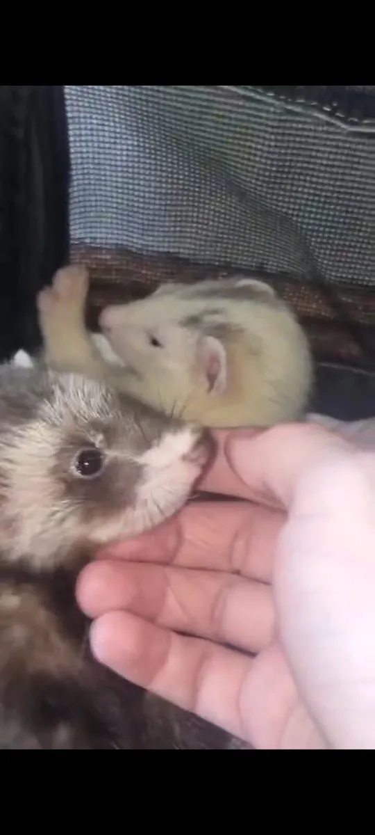 Hand-Reared Ferret - Image 4