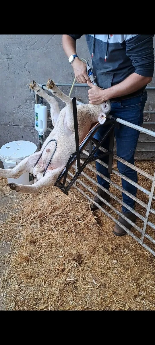 Lamb chutes ( SmythAgri ) - Image 2
