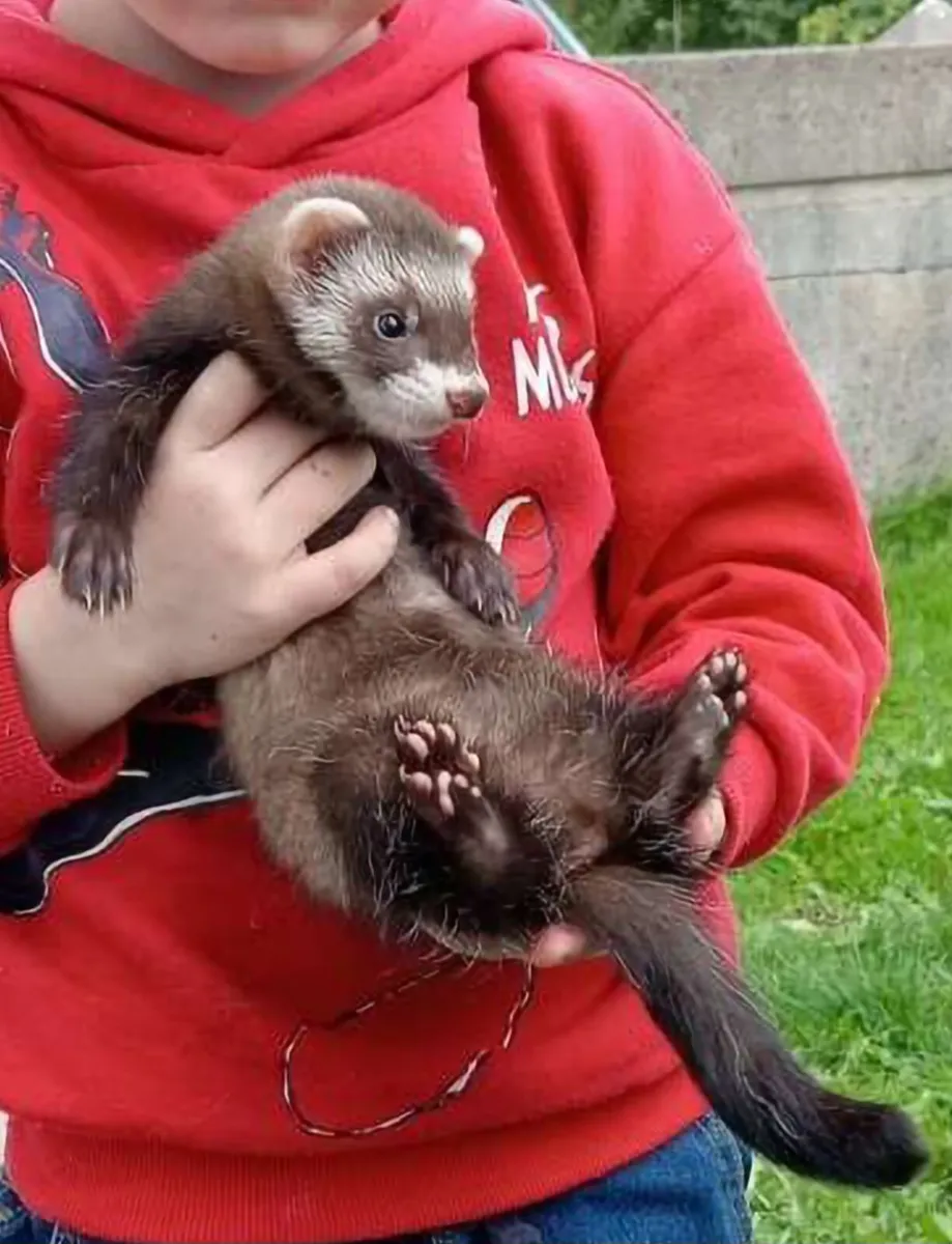 Hand-Reared Ferret - Image 1