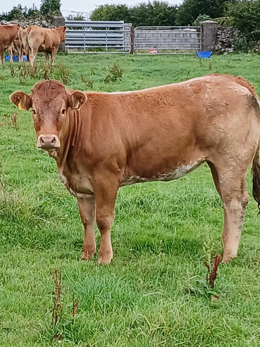 ballinalsoe mart Wednesday 13th august - Image 2