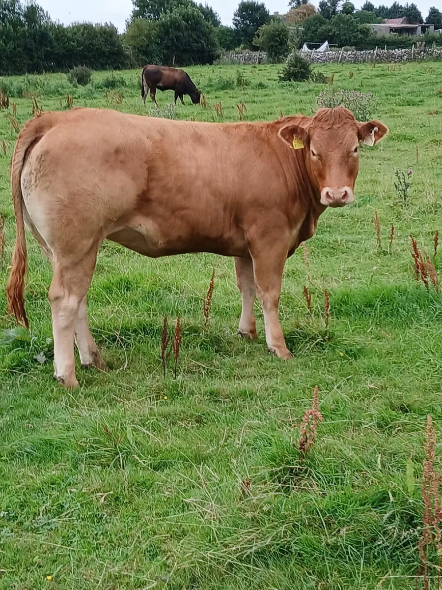 ballinalsoe mart Wednesday 13th august - Image 3